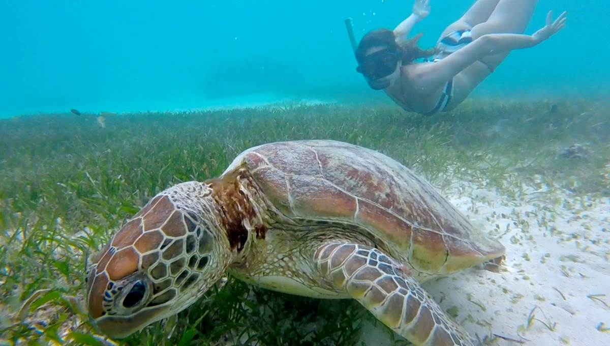Water Taxi Signal Island Turtle Tour for cruisers - Dal Océan Charter ...