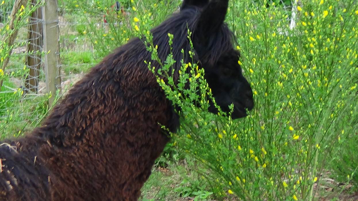 DSC01974-little-img-gallery