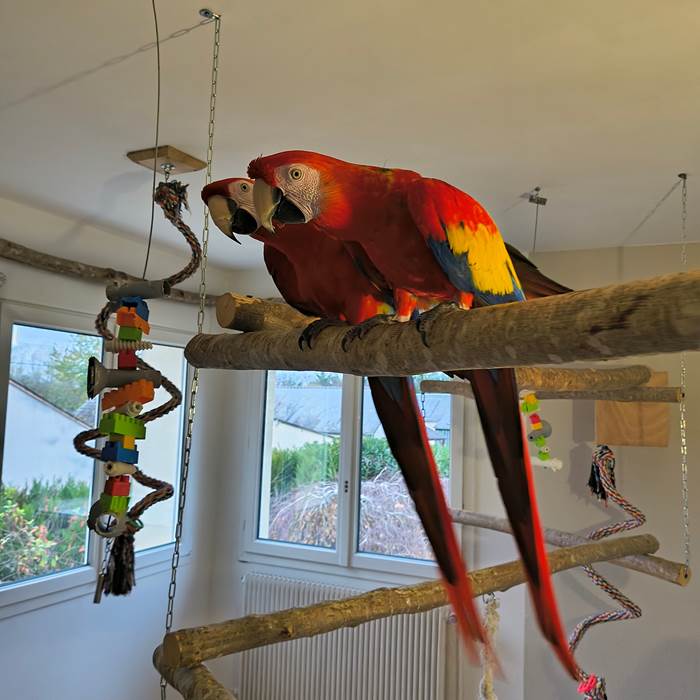 ARA MACAO GITE LA GIROUARDIERE LA FLECHE-little-img-gallery