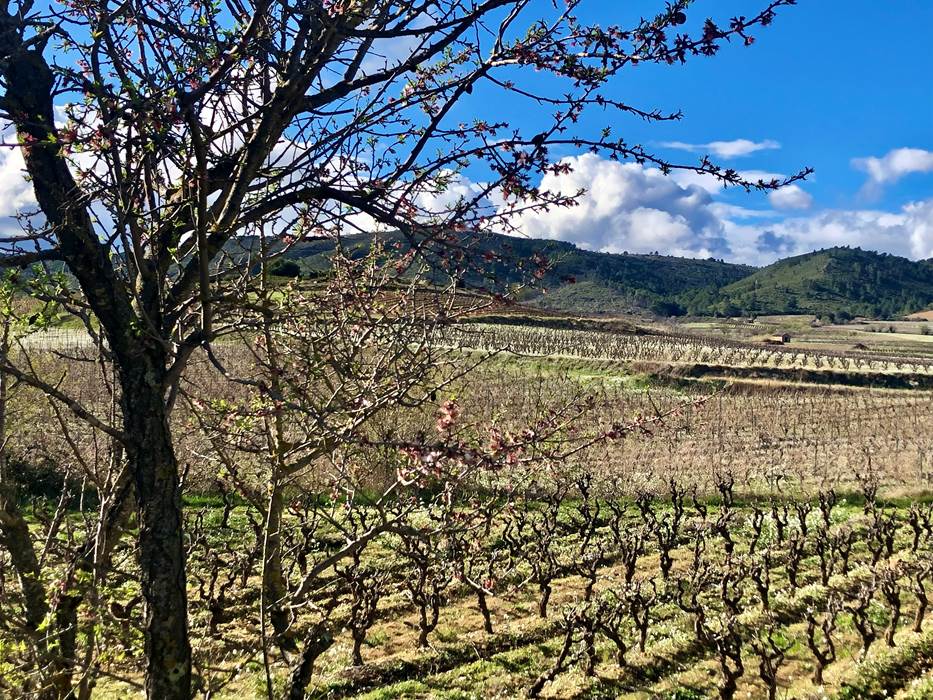 Printemps dans le vignoble de Montséret-little-img-gallery