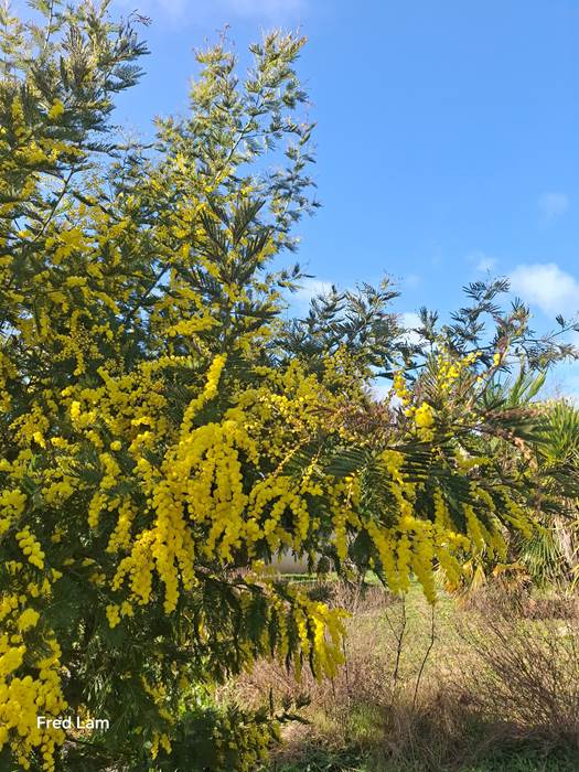 jardin-les-charmes-de-sarlat