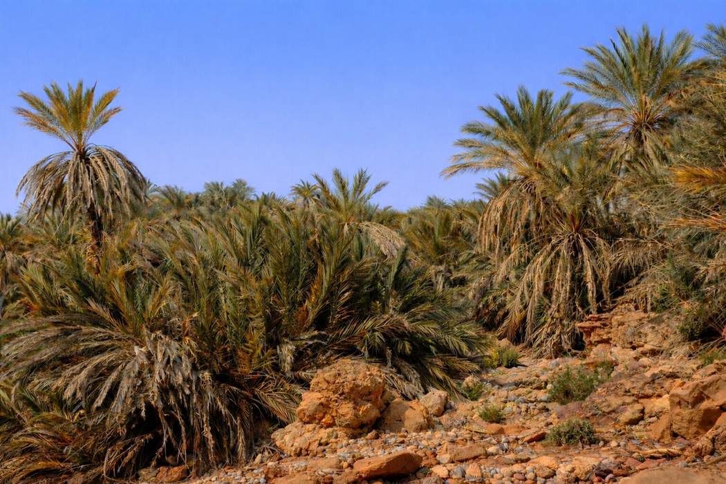 Dans l'oasis de Saf-Saf