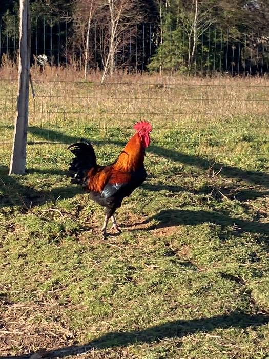 les animaux de la ferme - le coq-little-img-gallery