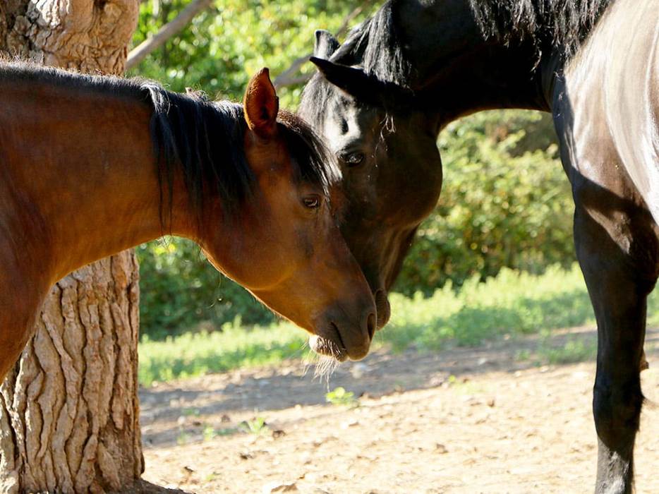 portfolio-chevaux-05-little-img-gallery