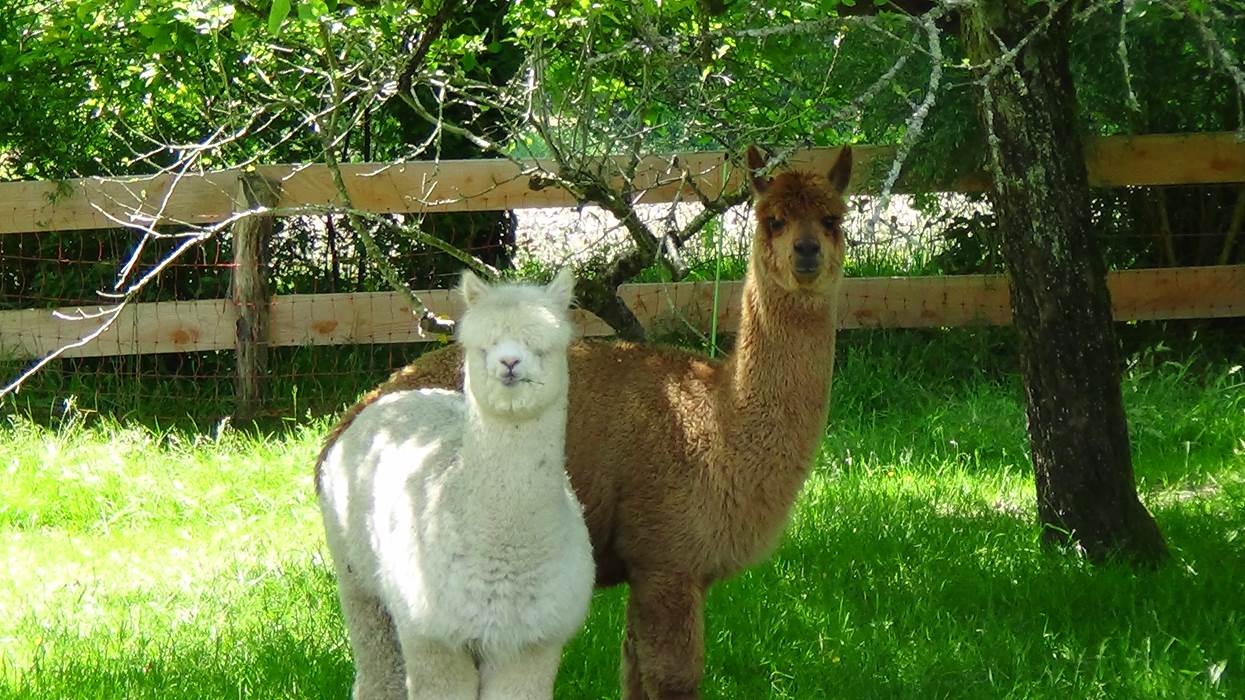 La grange de pachon - Les alpagas-little-img-gallery