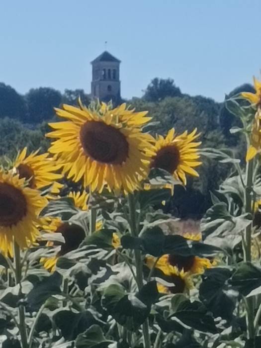 Tournesols-little-img-gallery