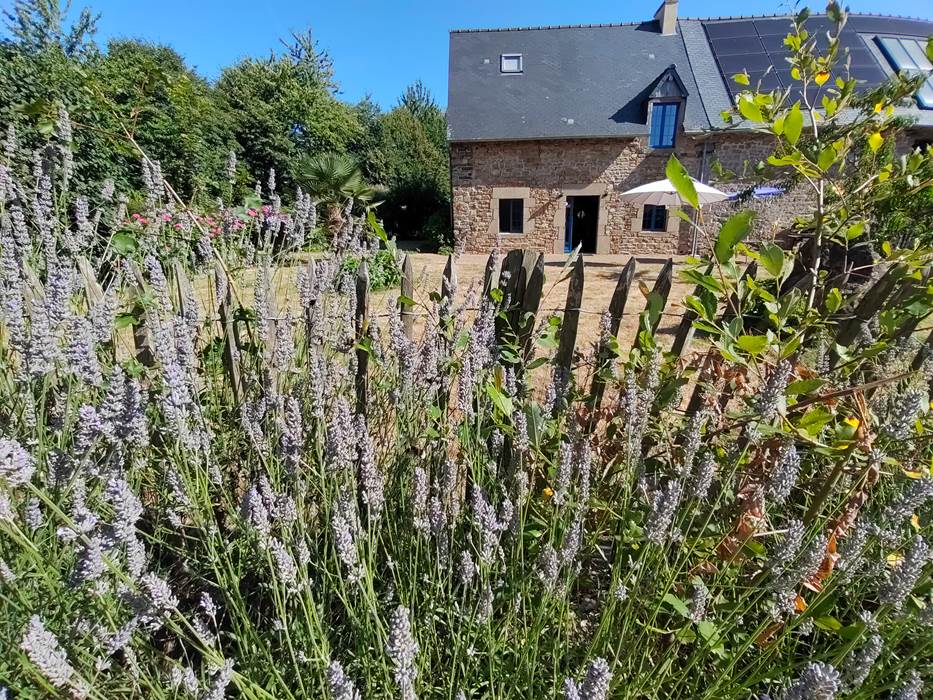 Façade sud et ses lavandes en fleur