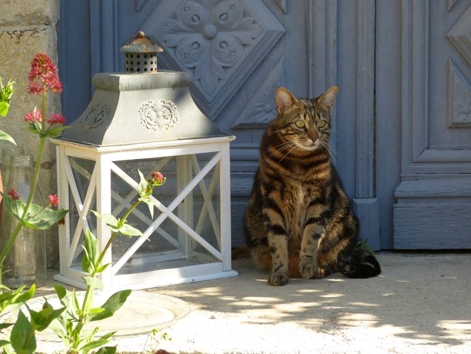Tigrou, chat de garde du Presbytère