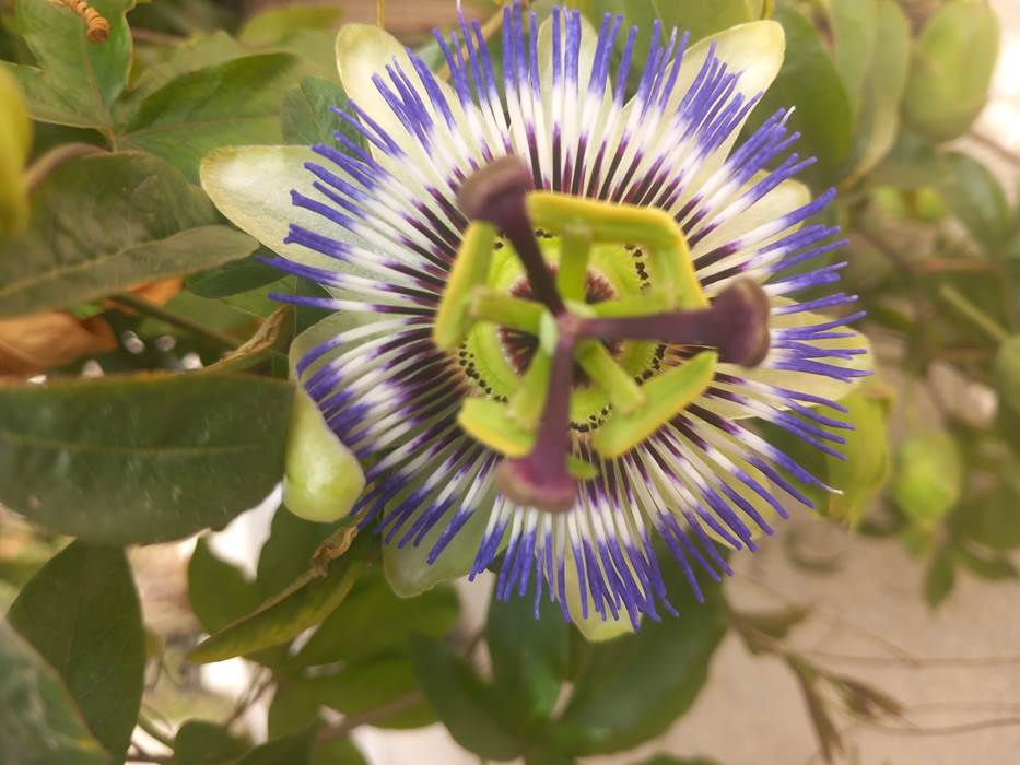 Passiflore