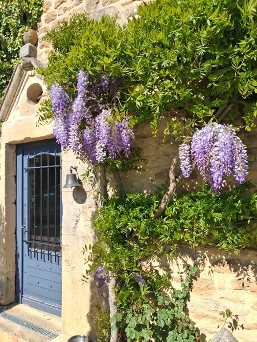 La glycine de la maison principale
