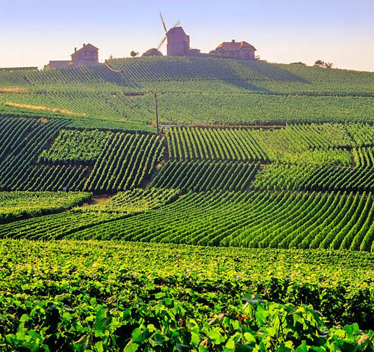 Vignoble de Champagne-little-img-gallery