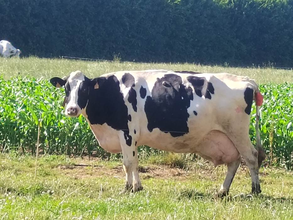 Vache laitière Holstein