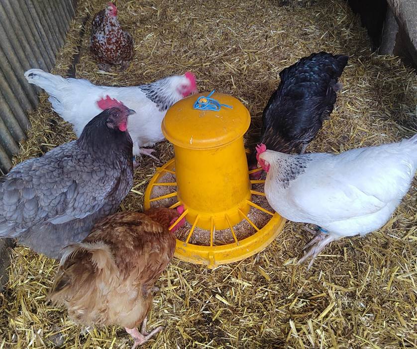 Les poules pondeuses