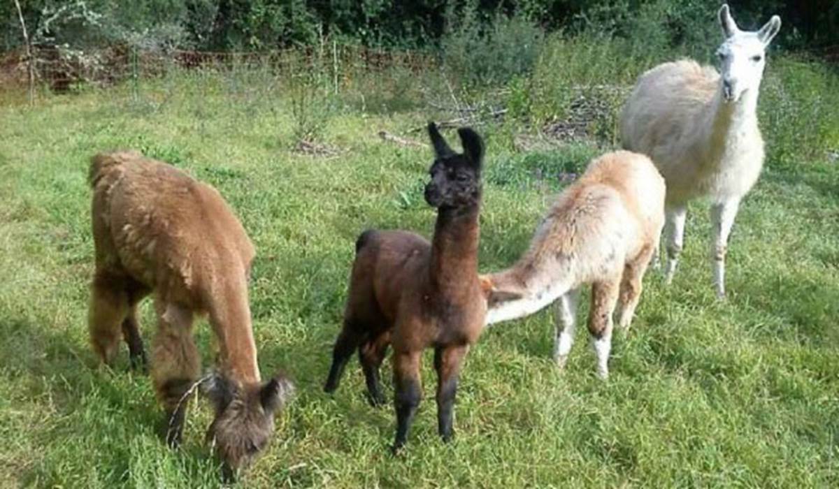 Sans titre-little-img-gallery