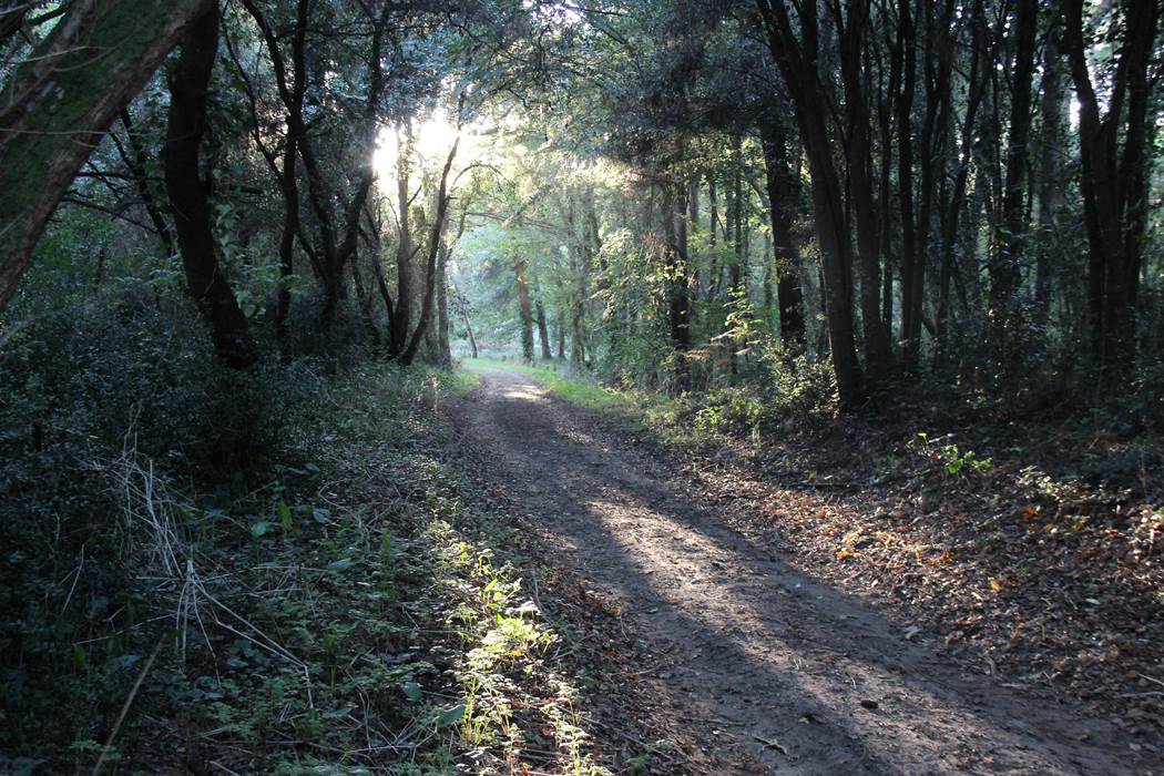 Forêt de Suzac à St Georges-little-img-gallery