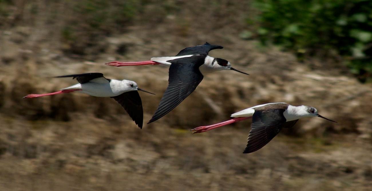Les Marais de Loix en Ré-little-img-gallery