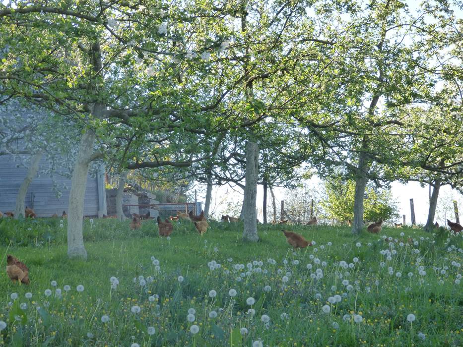 LE VERGER ET SES VOLAILLES