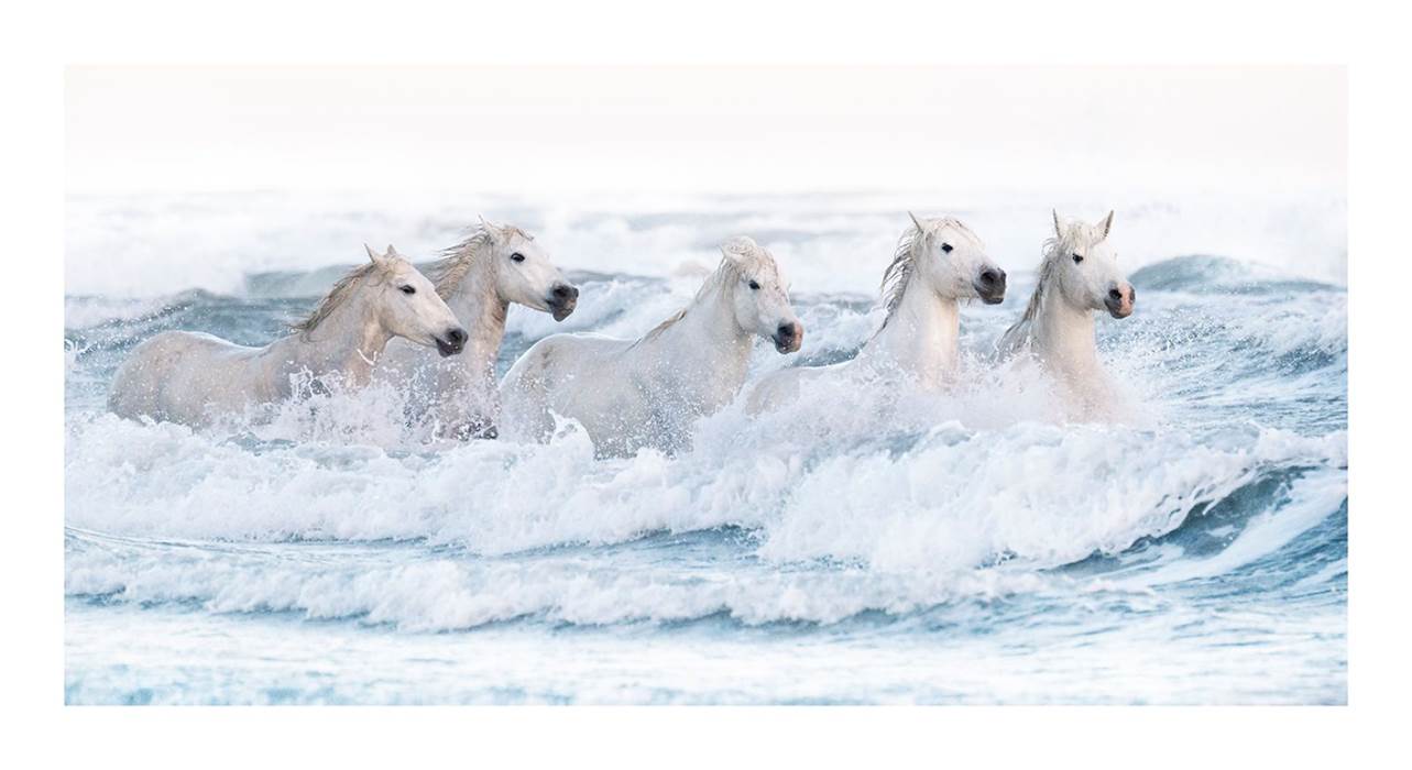 chevauxcamargue-little-img-gallery