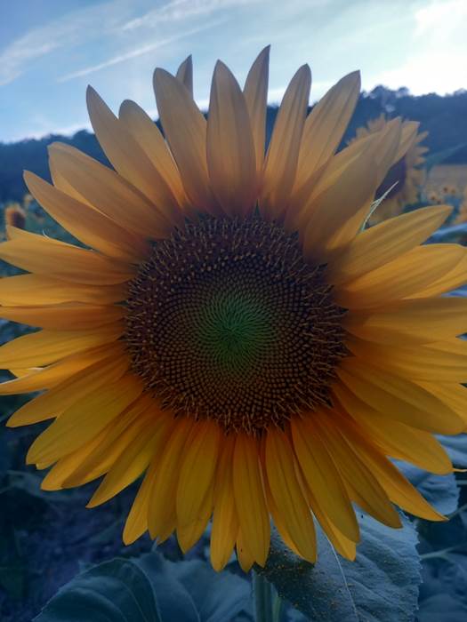 Tournesol1