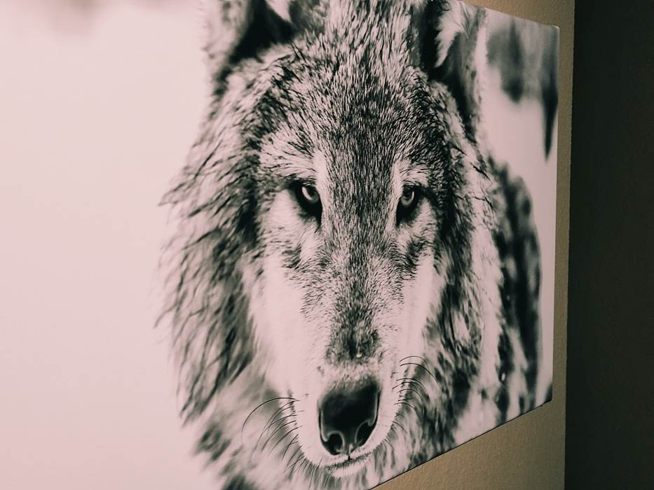 chambre Loup-little-img-gallery