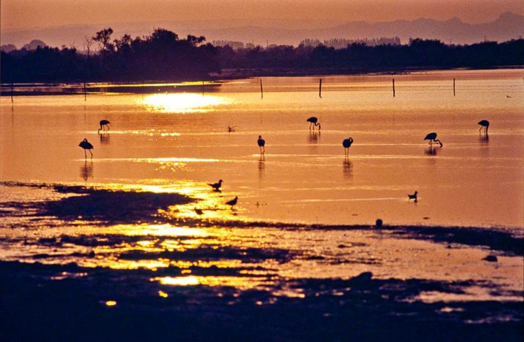 Etang_de_Vaccarès_en_Camargue-little-img-gallery