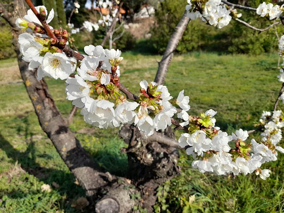 Cerisiers en fleurs-little-img-gallery
