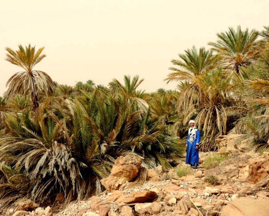 Dans l'oasis de Saf Saf-little-img-gallery