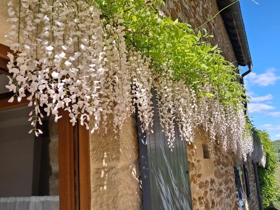 La glycine en pleine floraison