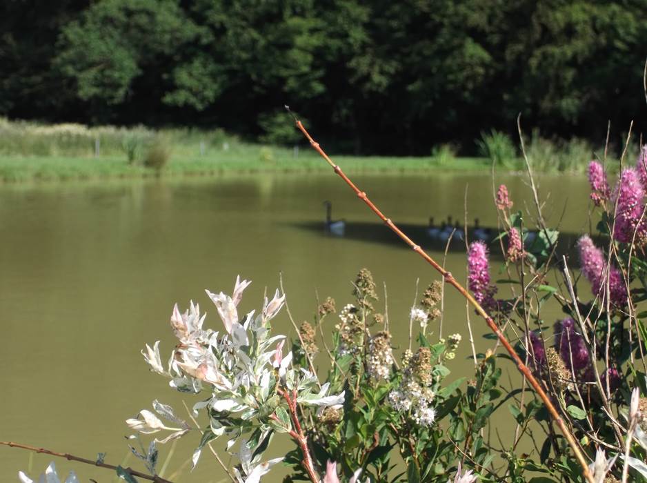 Le Maffe de Scourmont-little-img-gallery