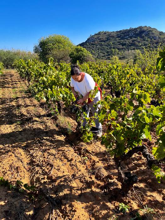 vendanges 2023-little-img-gallery