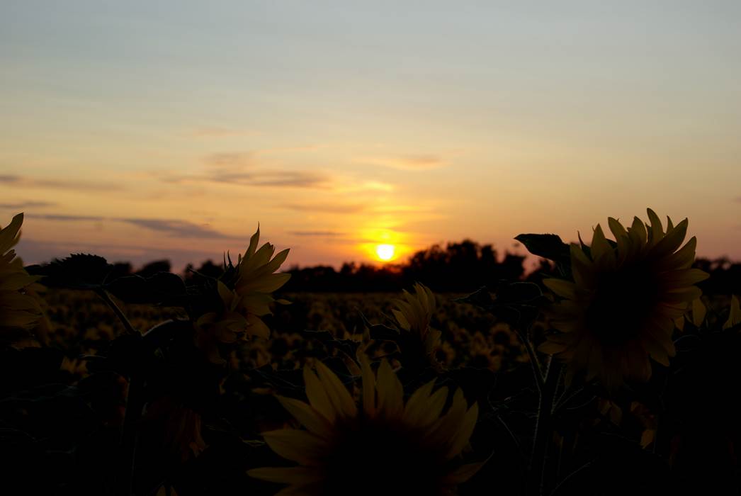 Coucher de soleil sur les tournesols de charentes maritimes-little-img-gallery