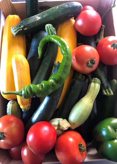Les légumes du jardin sont prets à être cuisinés-little-img-gallery