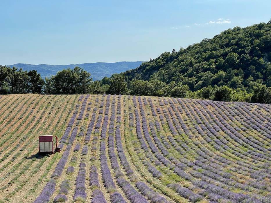 Champ_De_Lavandes-little-img-gallery