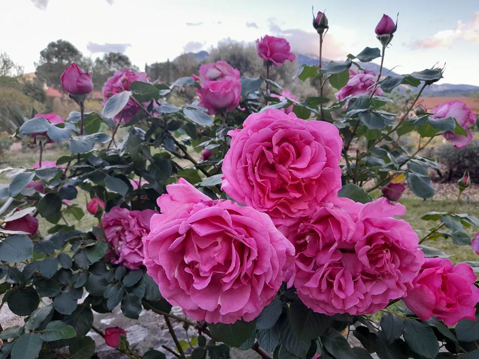 Roses toujours-little-img-gallery