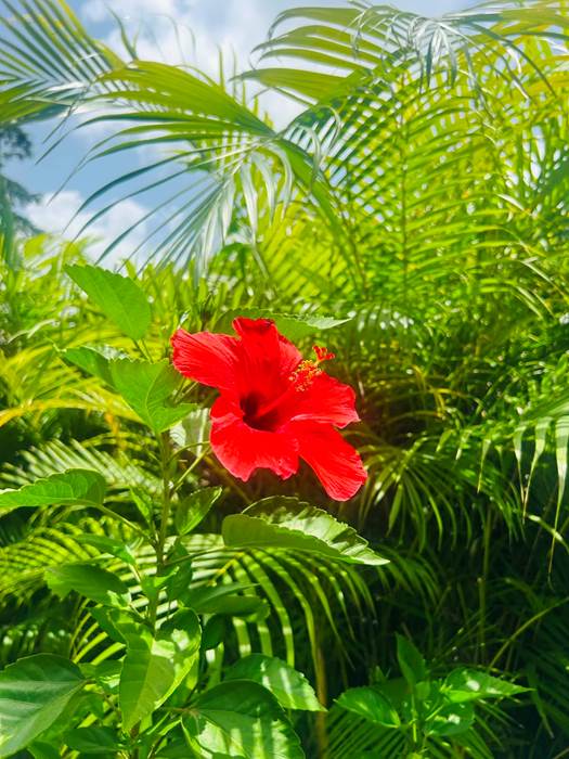 Hibiscus