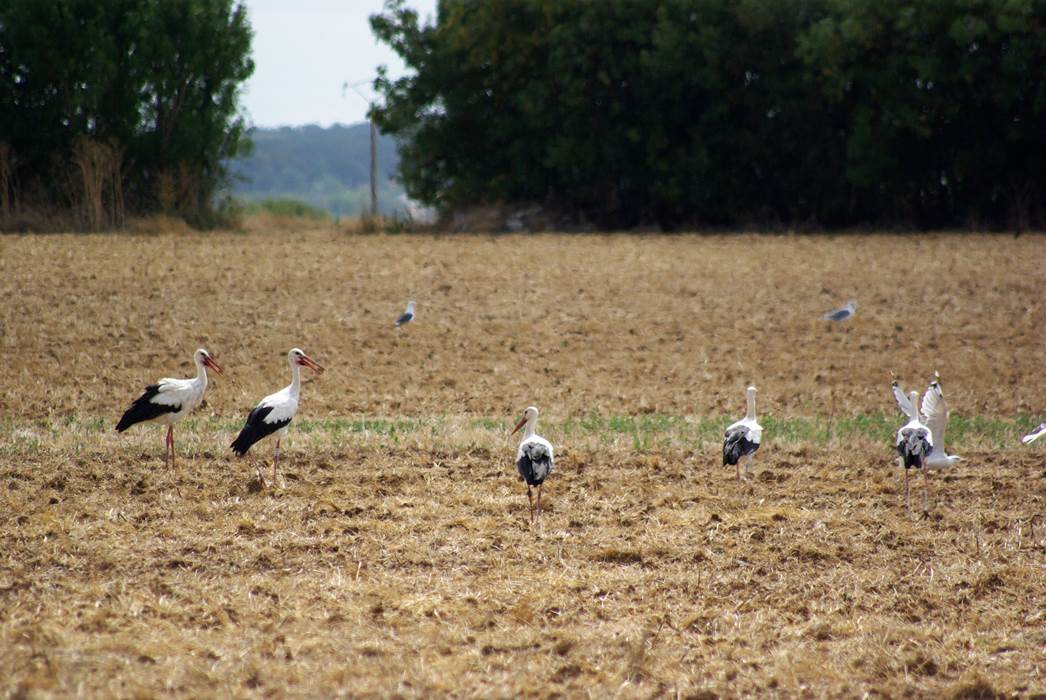 Les cigognes de charente maritimes-little-img-gallery