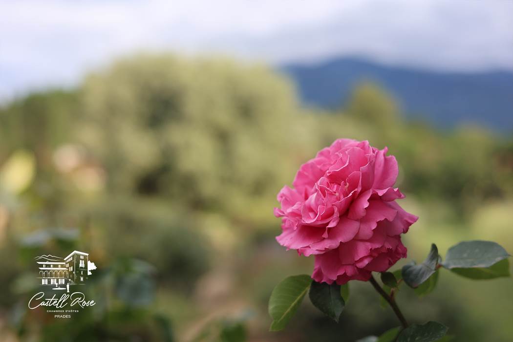 Les Roses du Castell Rose-little-img-gallery
