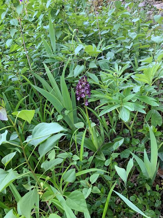 Le jardin-little-img-gallery