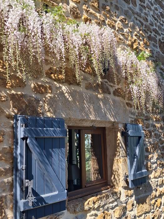 Glycine en fleurs au printemps