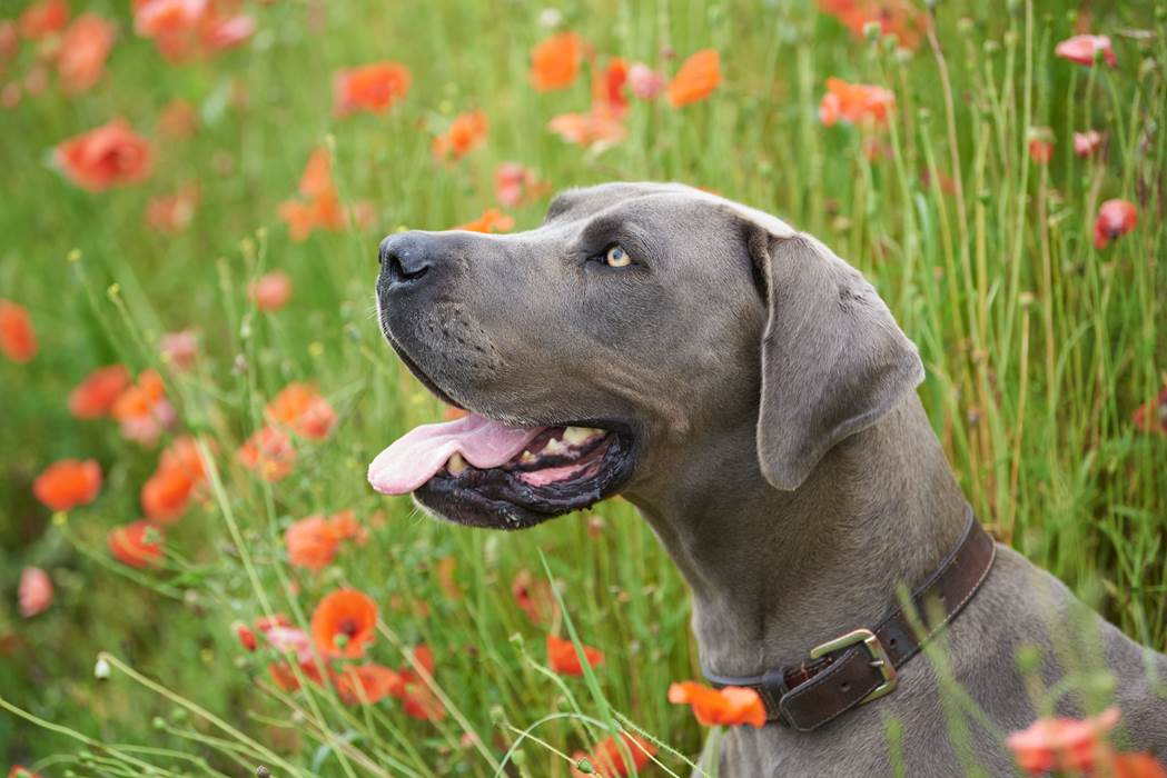 ®GitesLaFermeduParc_Geri_dog