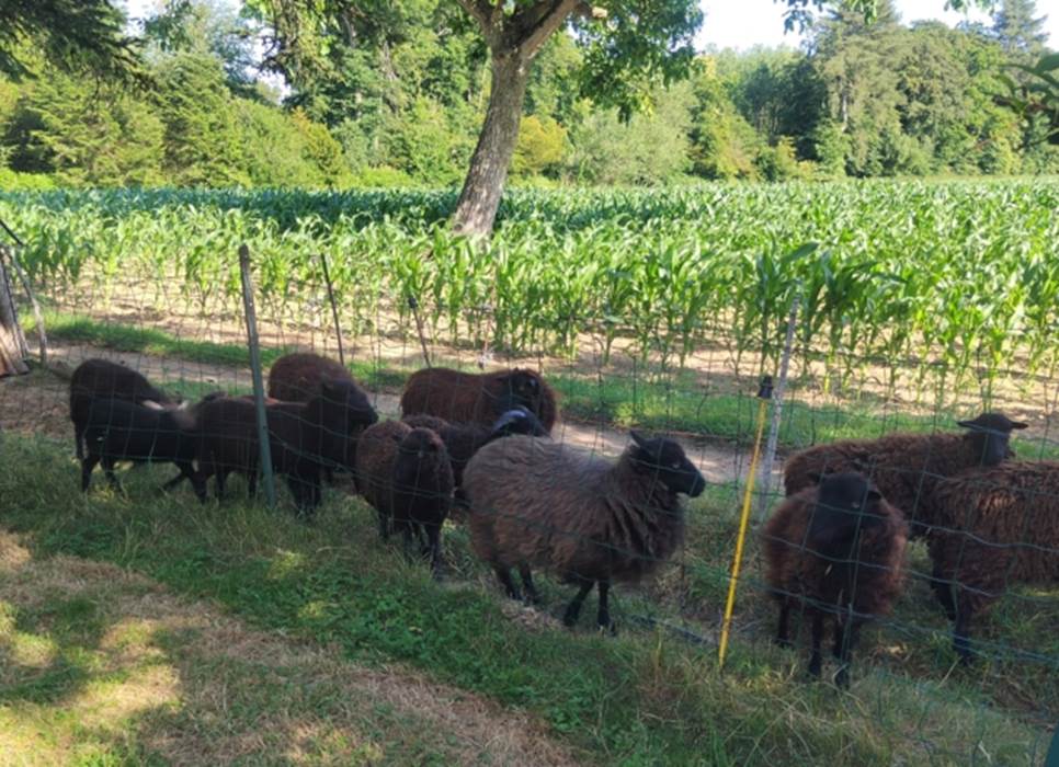 Nos moutons de Ouessant