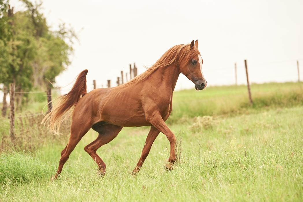 ®GitesLaFermeduParc_AlManzahArabians