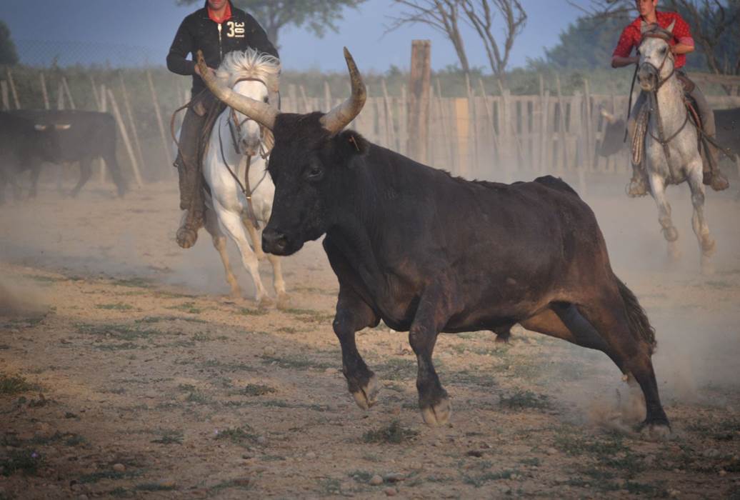 taureau-camarguais-338371e8-3f3d-4174-b6cb-473ba71555aa-little-img-gallery