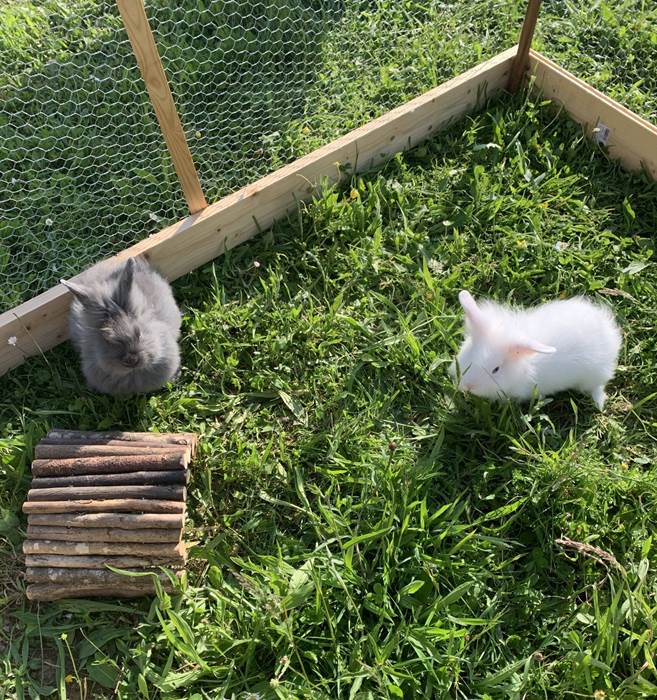 parc lapin-little-img-gallery