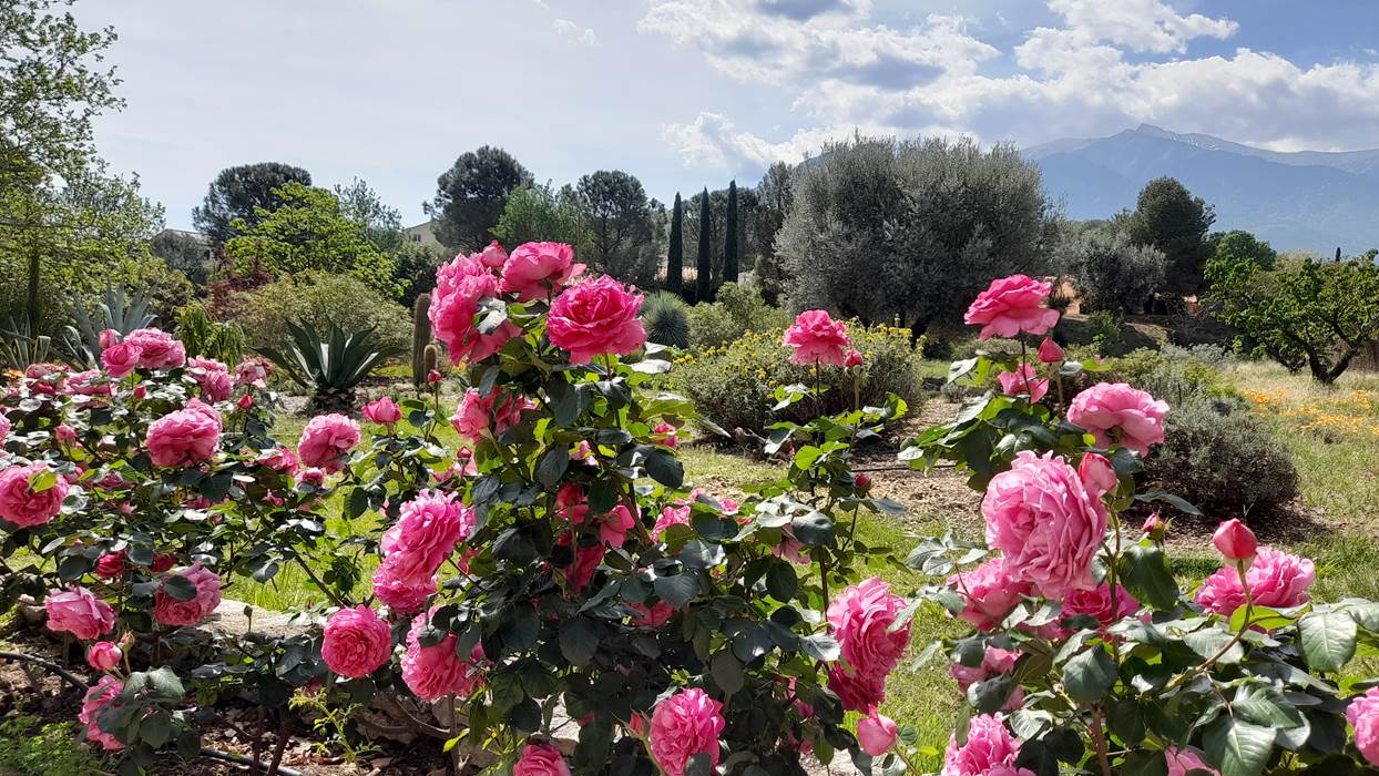 Roses, Olivier, Canigou-little-img-gallery
