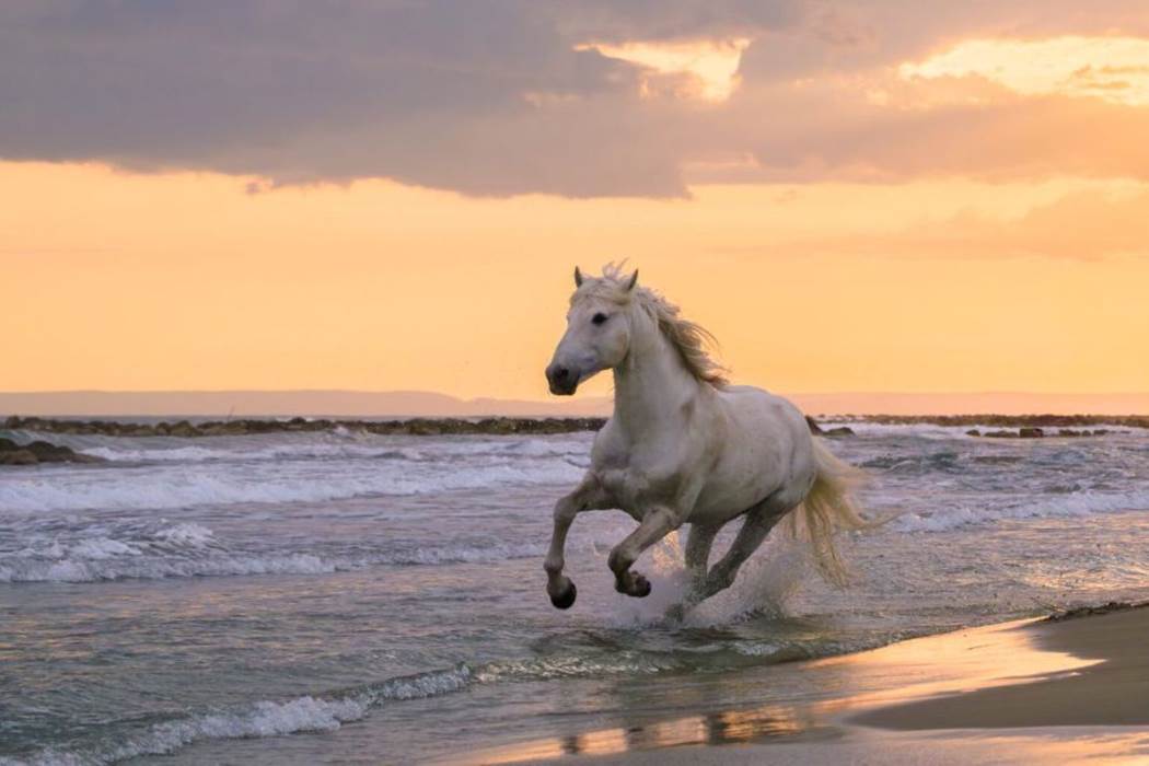 20250505_camargue_1423-1536x1024-little-img-gallery