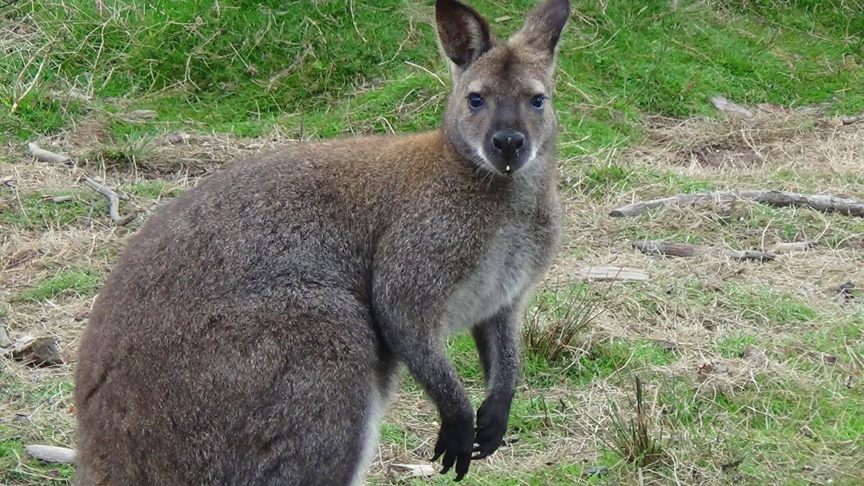 DSC01964-little-img-gallery