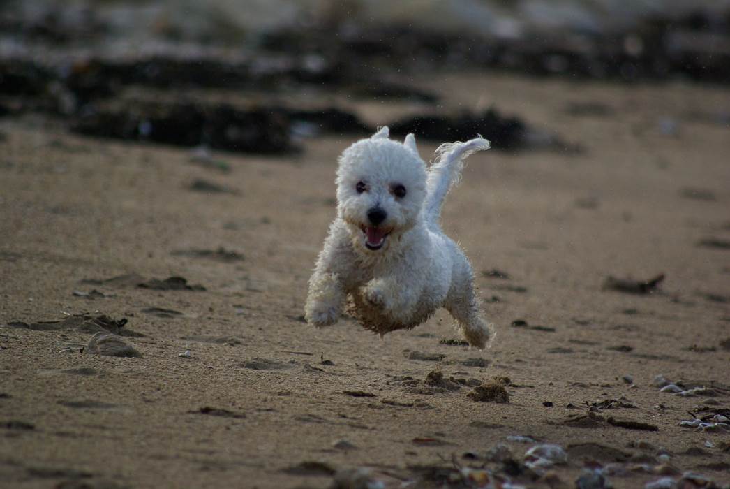 Les plages de charente martimes-little-img-gallery