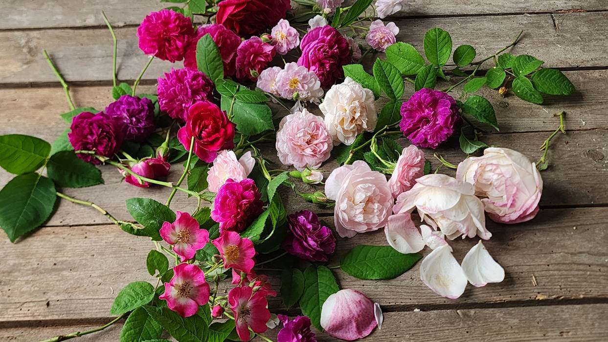 La collection de jolies roses du Presbytère