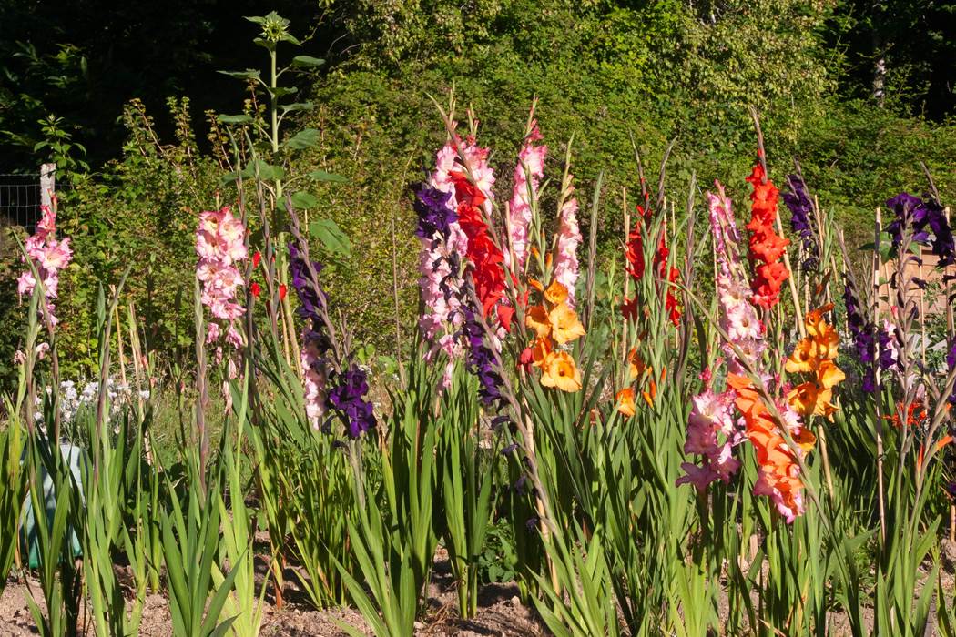 Jardin-little-img-gallery